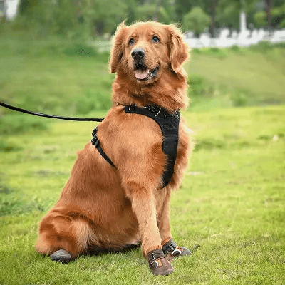 Chaussure pour Chien - DogBoots™ - Marron