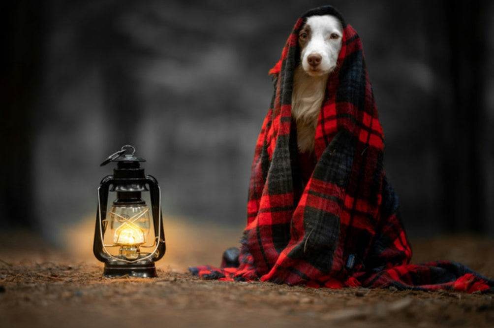 Chien Couverture