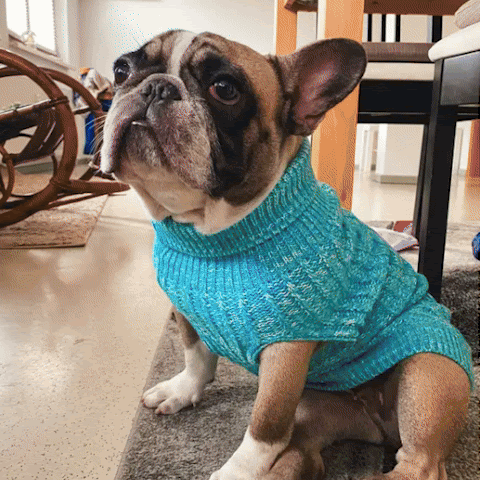 Pull pour chien | Chaud et Zen