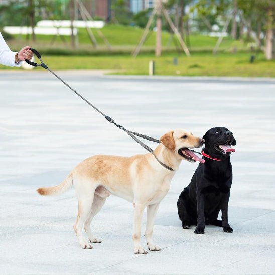 Laisse double deux gros chiens
