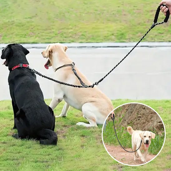 Laisse double deux gros chiens