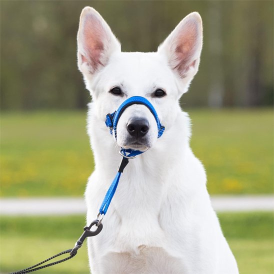Museliere chien bleu vue de face
