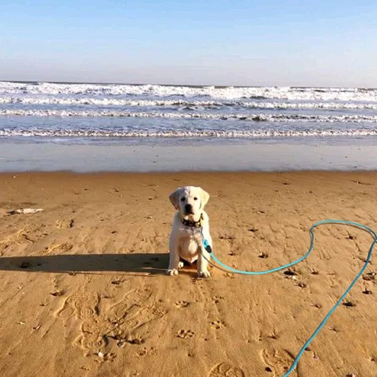 Ultra securite longe chien plage