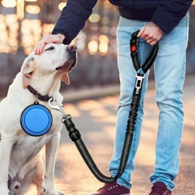 Ceinture de sécurité pour chien securidad