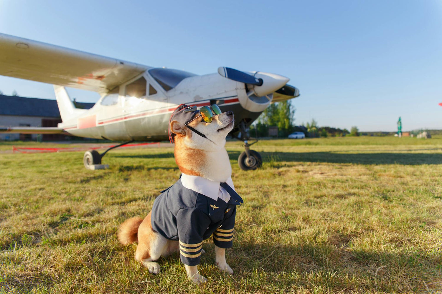 chien aviateur