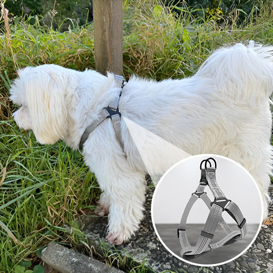 chien blanc harnais gris