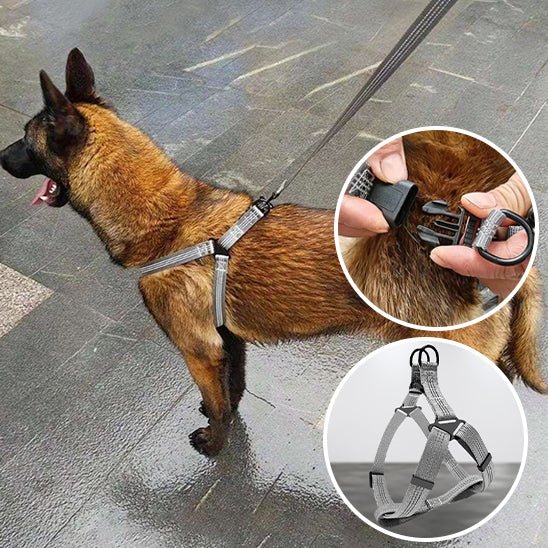 chien policier harnais gris