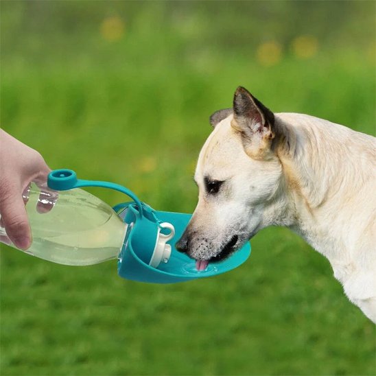 Gourde chien petit chien boit promenade