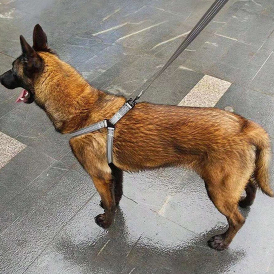 harnais pronto chien policier