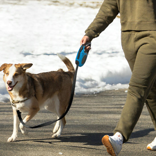 laisse retractable dame chien