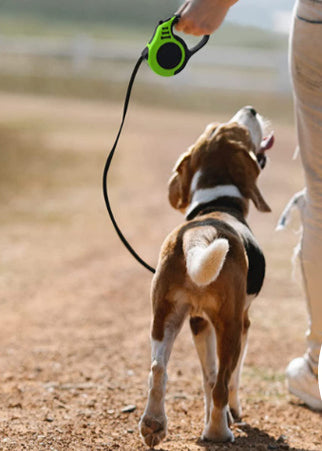 laisse retractable dame2 chien