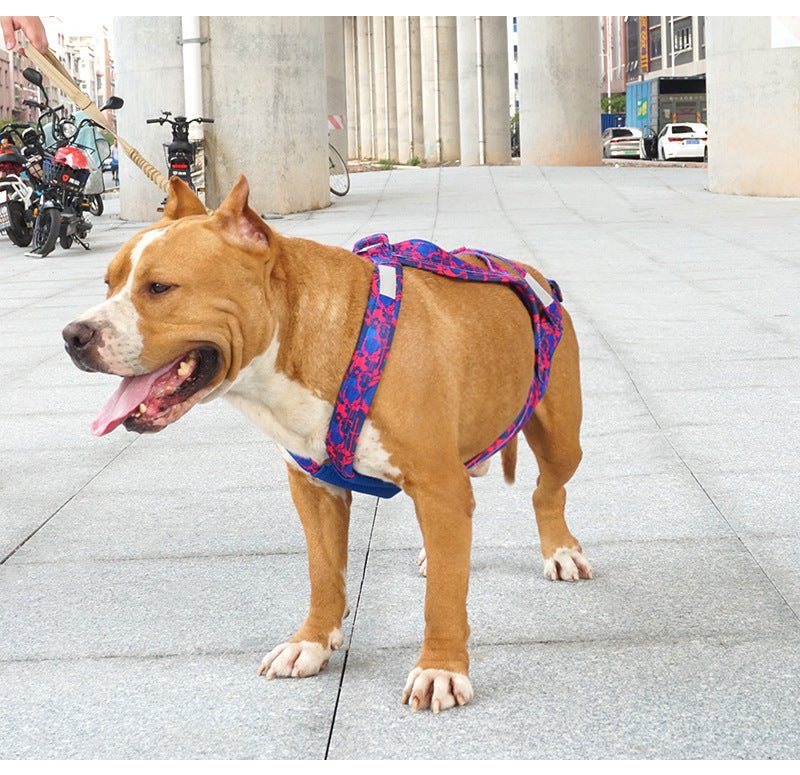 sportif chien