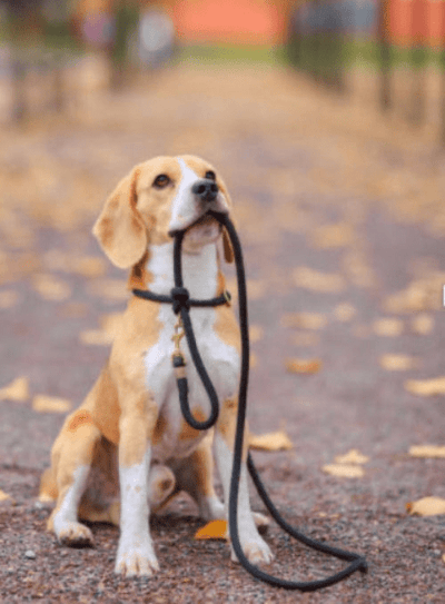 Chien laisse demandant promenade