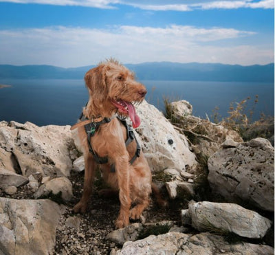 Au sommet chien assis pour un petit repos