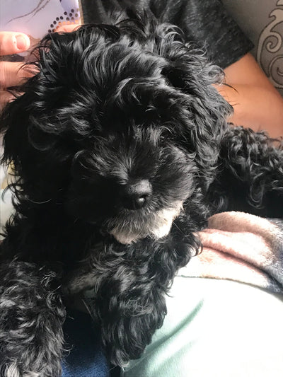 Notre chien Tango