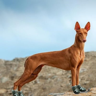 Chaussure pour Chien - DogBoots™ - Vert