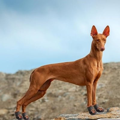 Chaussure pour Chien - DogBoots™ - Marron