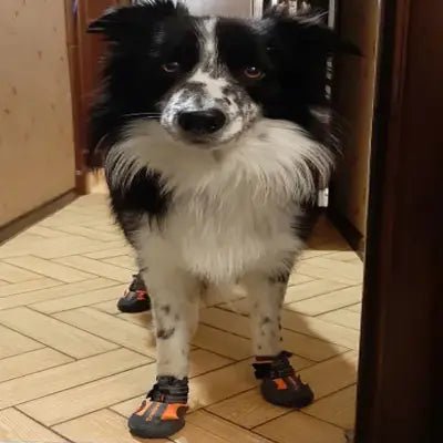 Bottes orange sur un chien de Berger