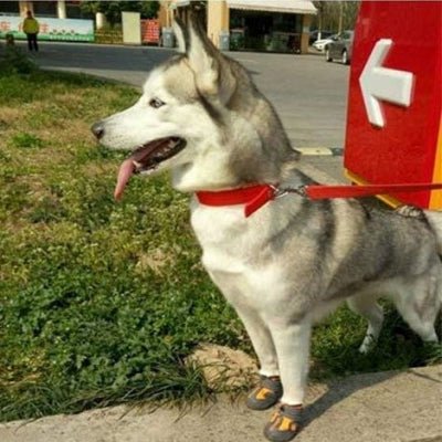 Bottes orange sur chien huskie blanc et gris