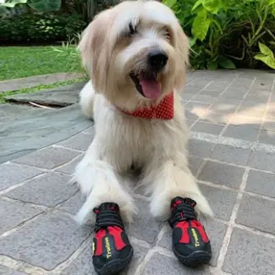 Bottes chien rouge chien blanc