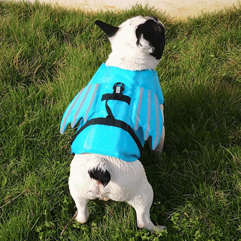 gilet-de-sauvetage-chien-poisson-volant-bleu