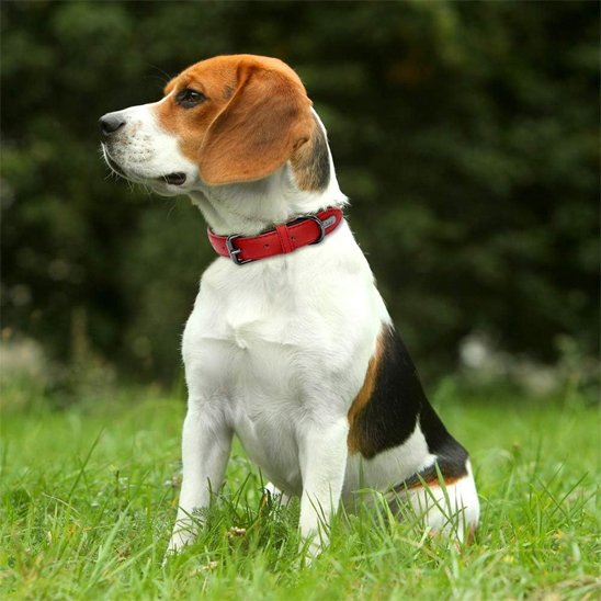 Collier cuir rouge chien beagle