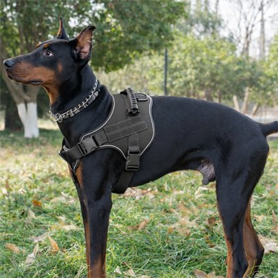 Chien harnais  Trek Pro Doberman