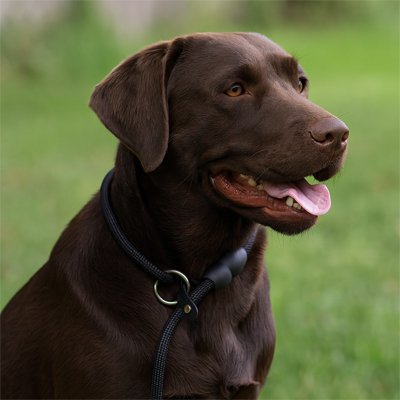 Labrador brun collier noir premier confort