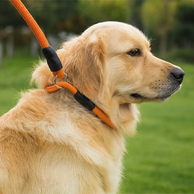 Gros chien blond collier premier confort orange