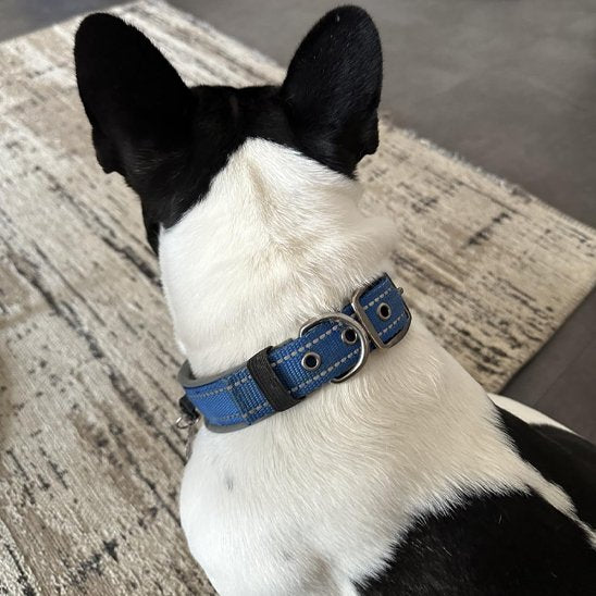 Collier bleu chien Boxer noir blanc