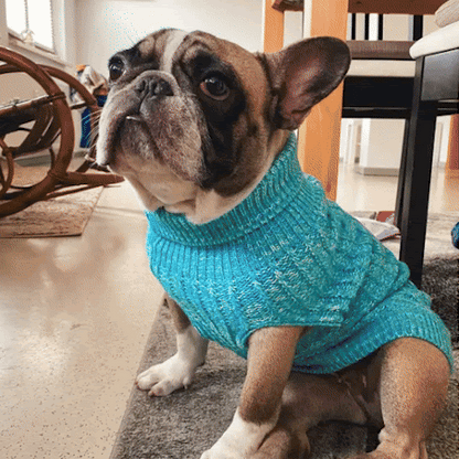 Pull pour chien | Chaud et Zen