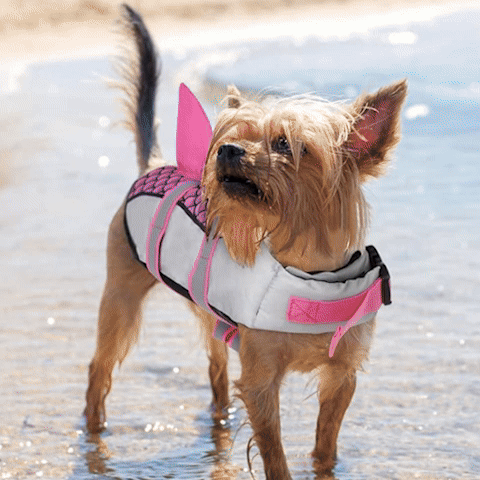 Gilet de sauvetage chien Requin 