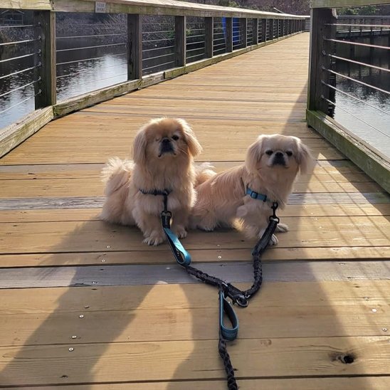 Duo ergono chiens shiatsu