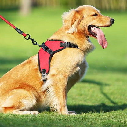Chien Golden avec harnais Proconfort Zen rouge