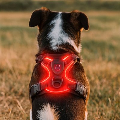 Harnais lumineux chien sécure Zen lumineux rouge