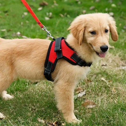 Harnais pour chien  Proconfort zen chiot golden