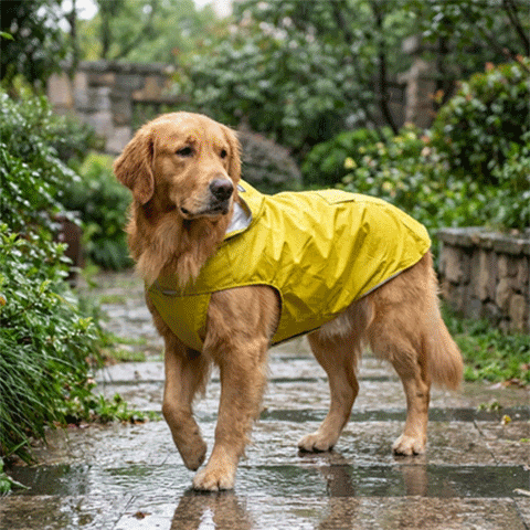 Blouson pour chien animation