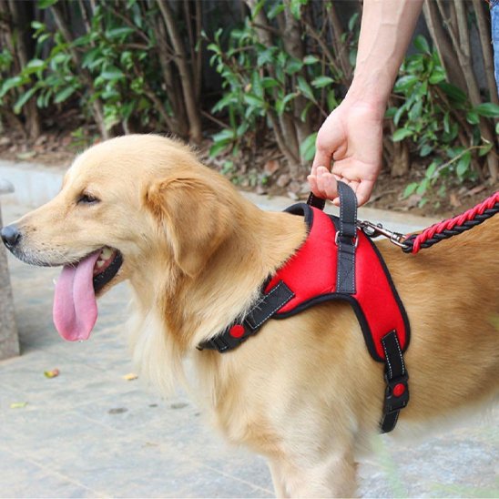 Labrador avec harnais proconfort zen rouge