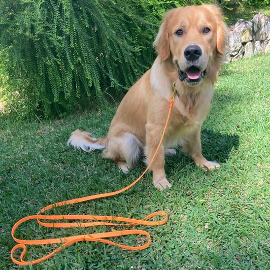 Longe orange chien blond