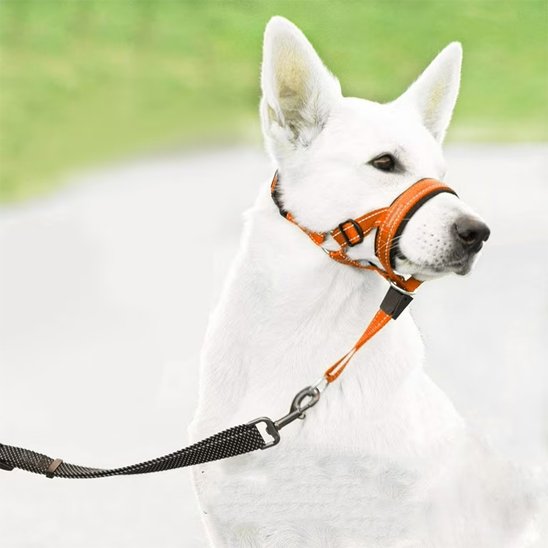 Museliere chien Labrasky blanc avec produit orange