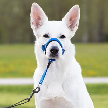Museliere chien bleu vue de face