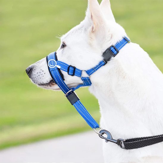 Museliere chien sur un Labrasky blanc