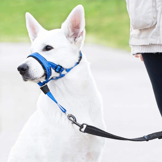 Museliere chien en nylon bleu attache laisse sous le museau