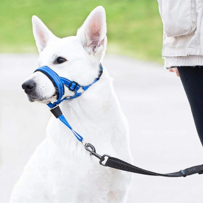 Museliere chien en nylon bleu attache laisse sous le museau