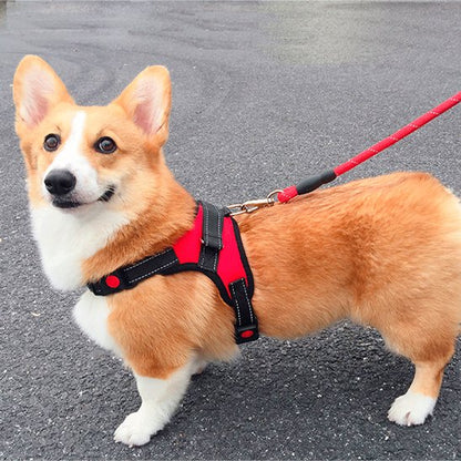 chien corgi avec harnais proconfort Zen