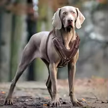 Harnais chien | Le maitre™