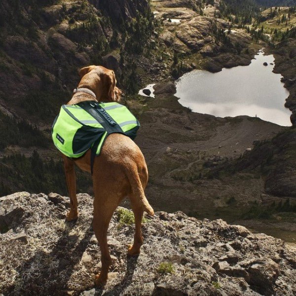 chien sac a dos pour rando