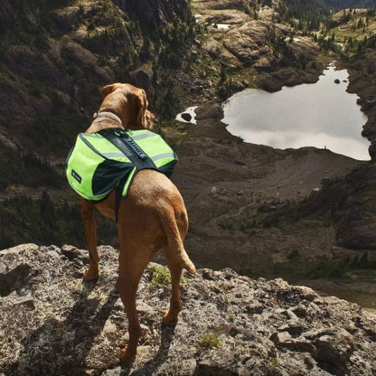 chien sac a dos pour rando