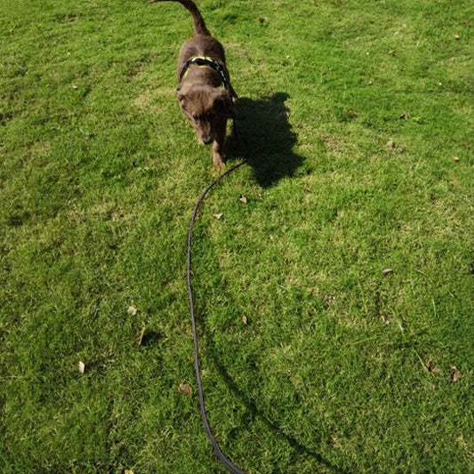 Ultra securite longe chien brun