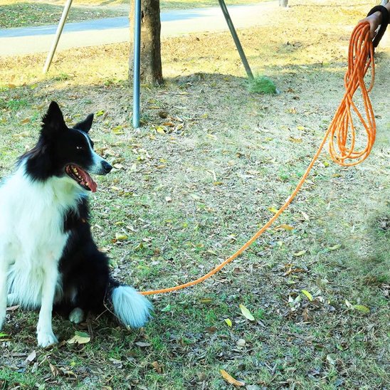 Ultra securite longe chien parc